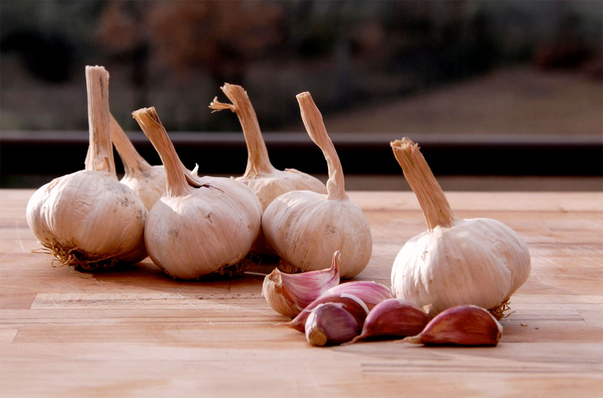 Sulmona red garlic